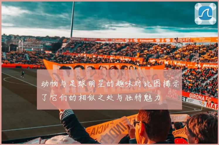 动物与足球明星的趣味对比图揭示了它们的相似之处与独特魅力